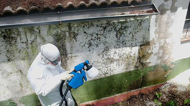 Top rated local Black Mold Remediation specialists in Grand Haven, MI